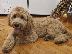 PoulaTo: Goldendoodle F1
